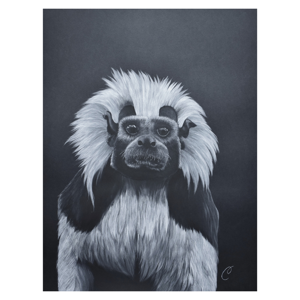 Tamarin à crête blanche - Aquarelle animaux en danger de Cécilia PELISSIER