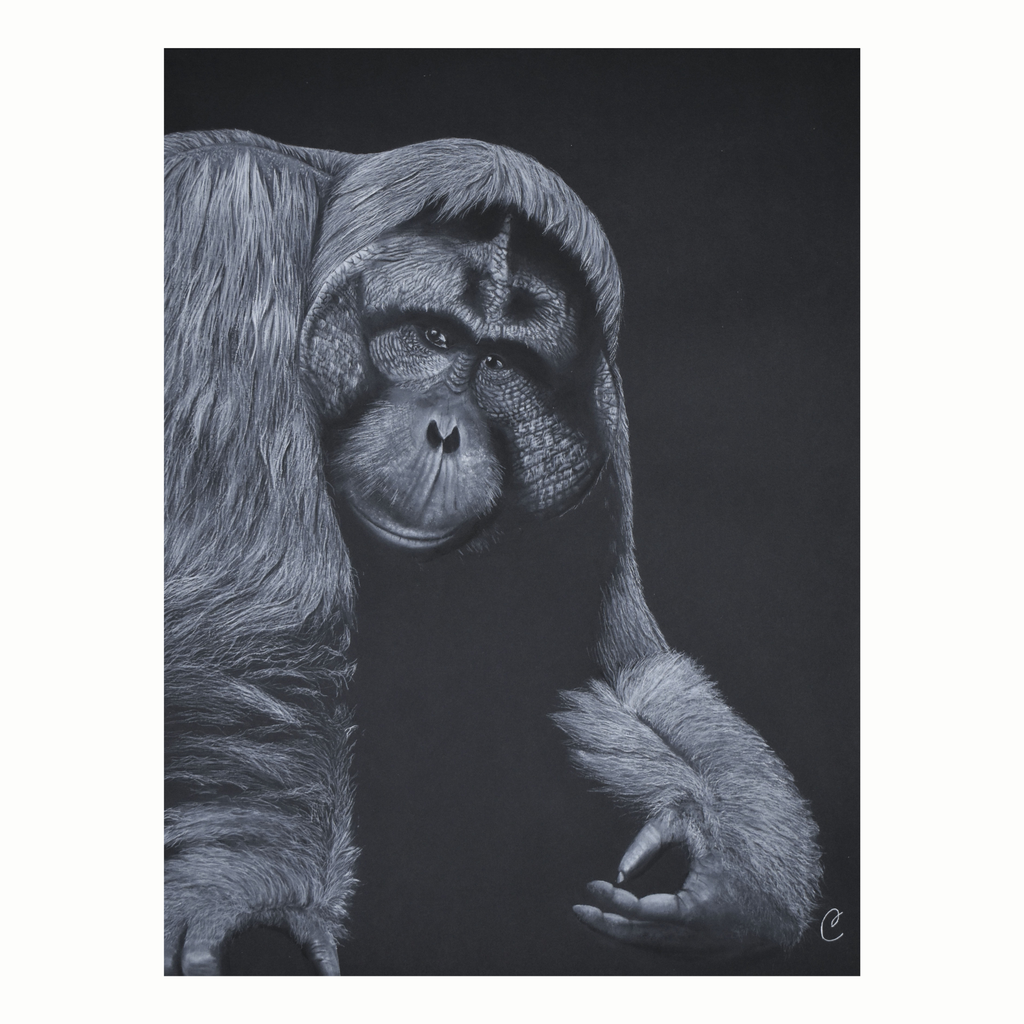 orang outan de bornéo oeuvre de Cécilia PELISSIER aquarelliste de correze