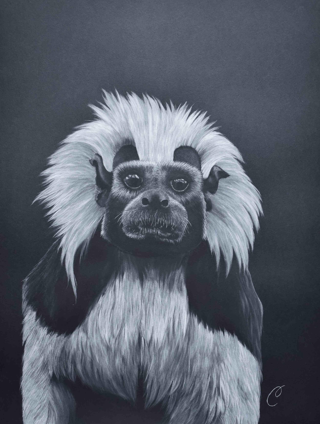 🌿 Cécilia Pelissier – Artiste peintre engagée pour les espèces menacées | Accueil officiel