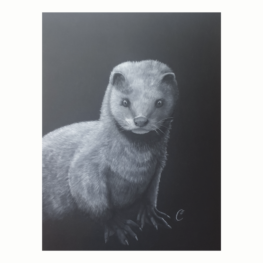Vison d'Europe, œuvre en noir et blanc - aquarelle de l'artiste Cécilia PELISSIER