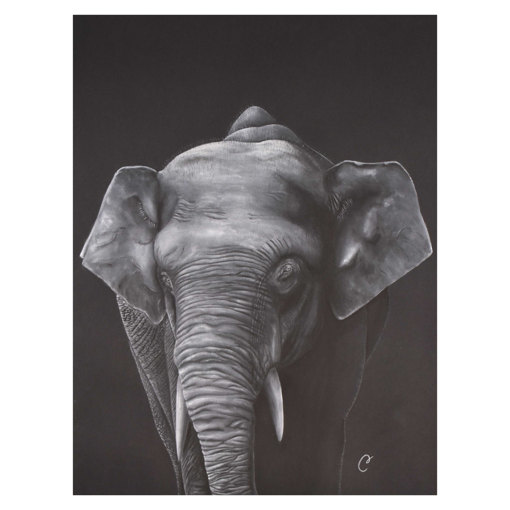 Eléphant de Bornéo - Aquarelle originale de Cécilia PELISSIER