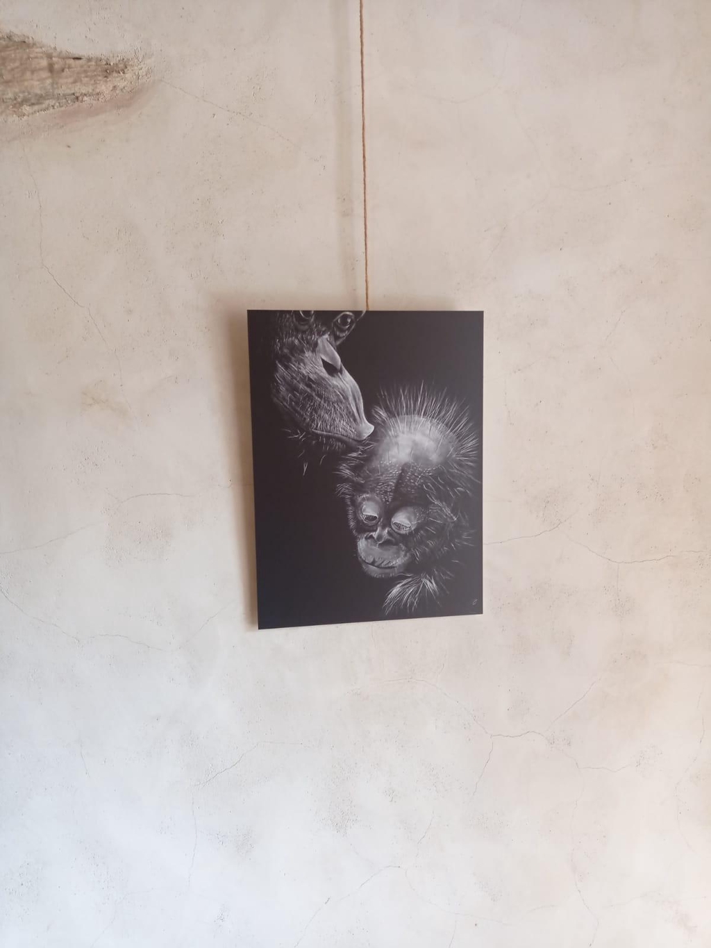 Orang Outan - reproduction aquarelle sur Alu - travail de Cécilia PELISSIER en Correze