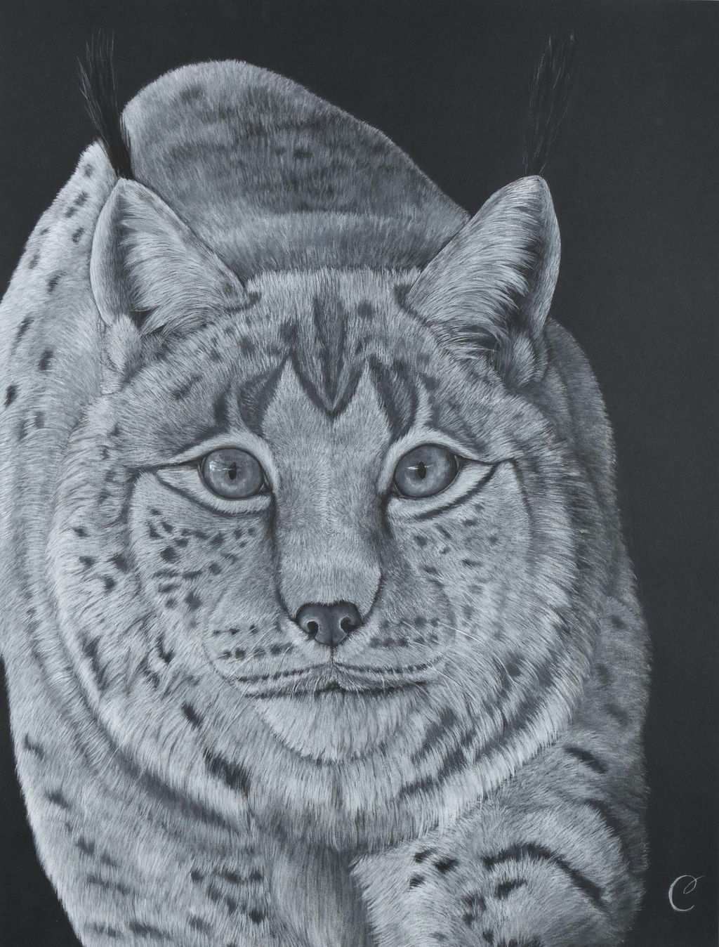 Lynx des Balkans 2 - œuvre de Cécilia PELISSIER - artiste peintre en correze