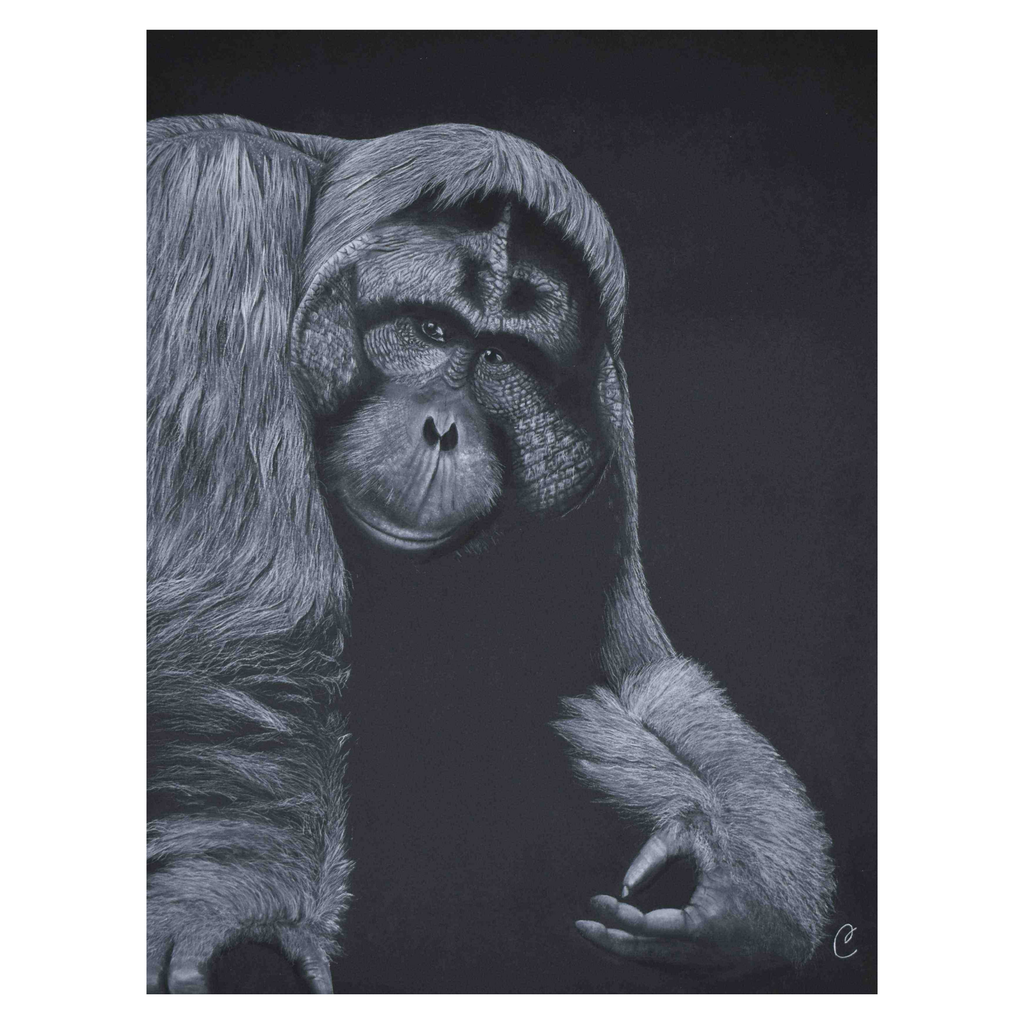 Orang outan de Bornéo en aquarelle blanche sur papier noir 300gr