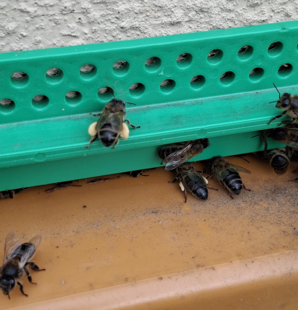 Miel, Polen, Propóleo, velas artesanales, Cosmética natural apícola, jabones naturales

