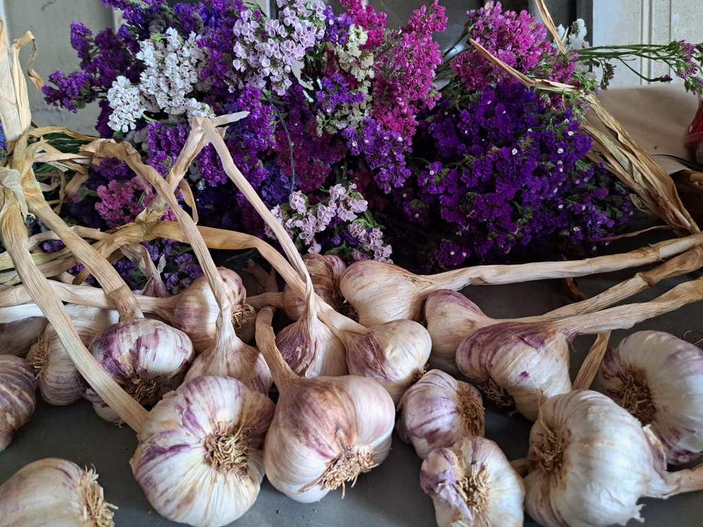 Têtes d'ail violet