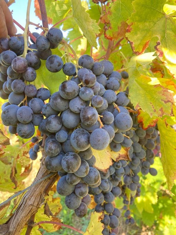 Grappe de raisin Muscat