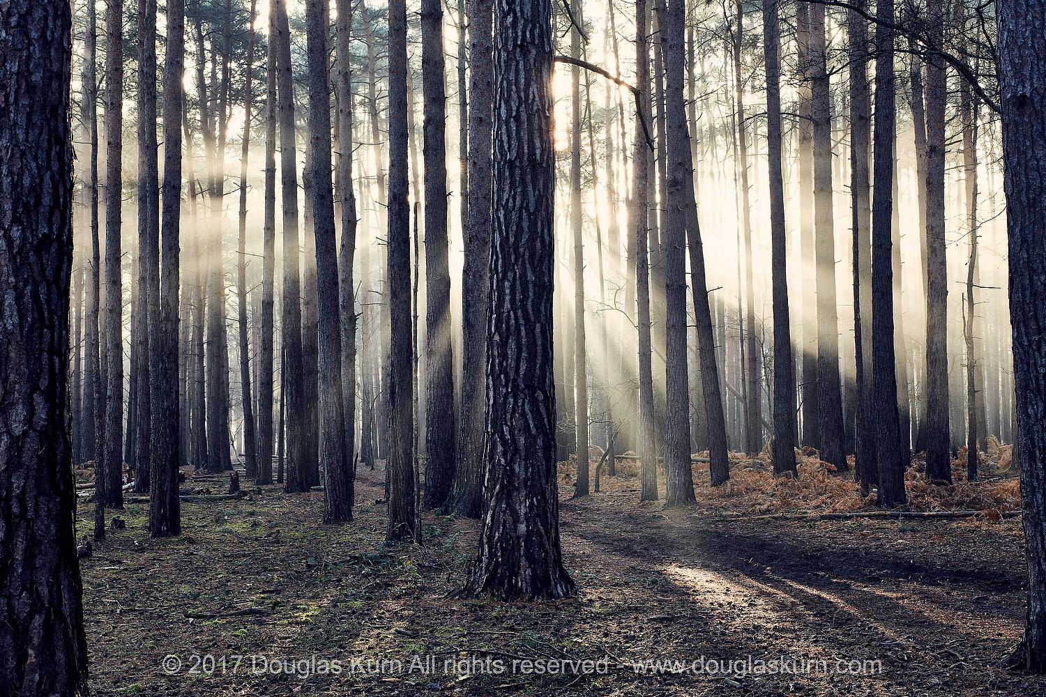 Sun rays bursting through the trunks of trees in a wood