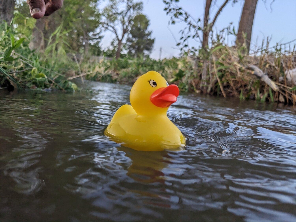 The Usk Duck Race