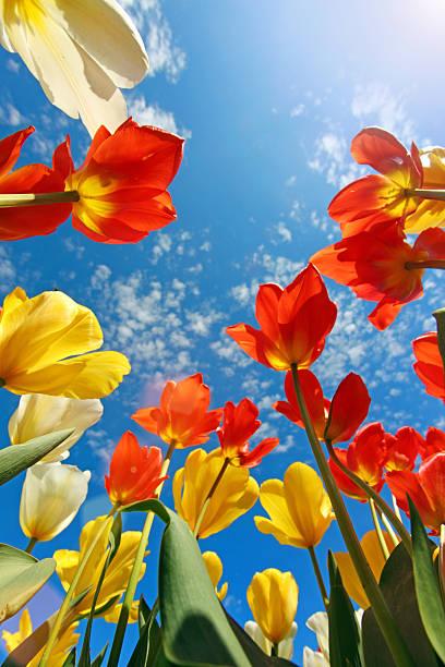 product_list_image_cover