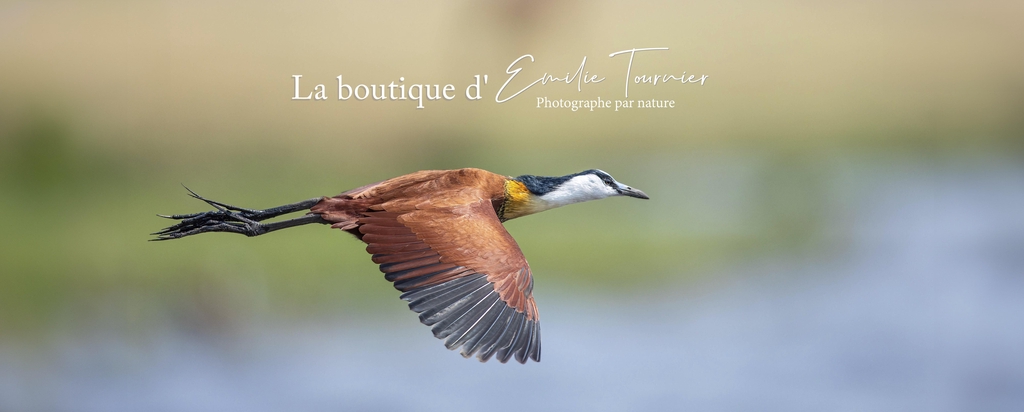 La boutique d'Emilie Tournier, photographe par Nature