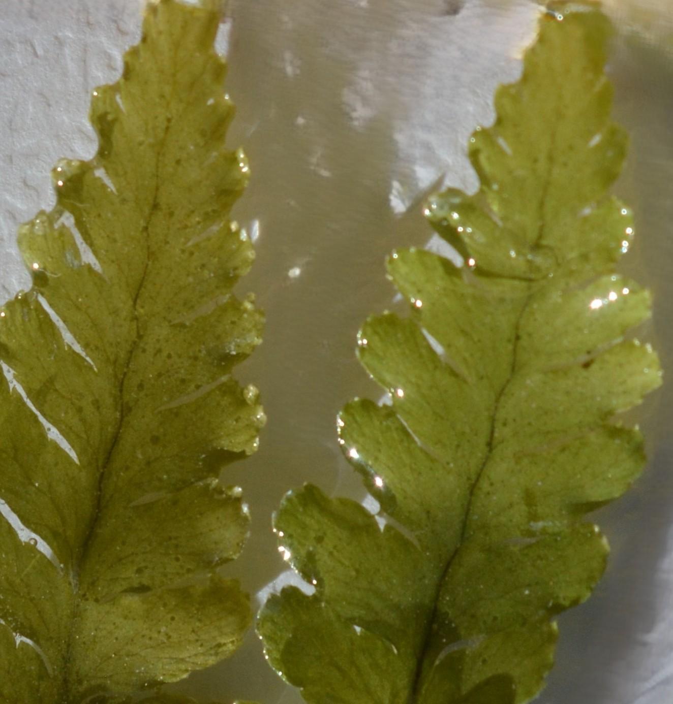 feuilles de fougère - collection de bijoux en fleurs naturelles séchées.