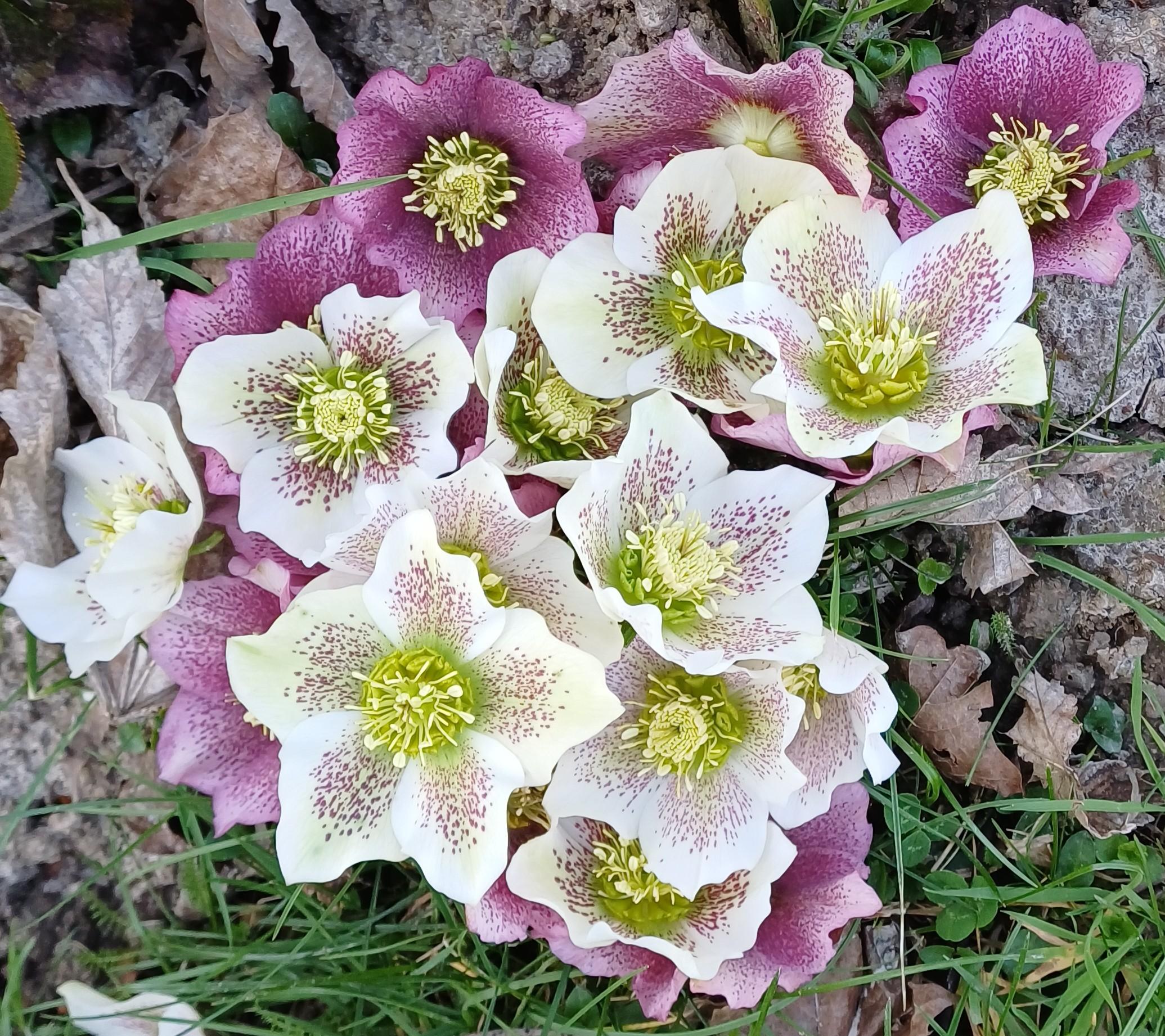 Hellebores
