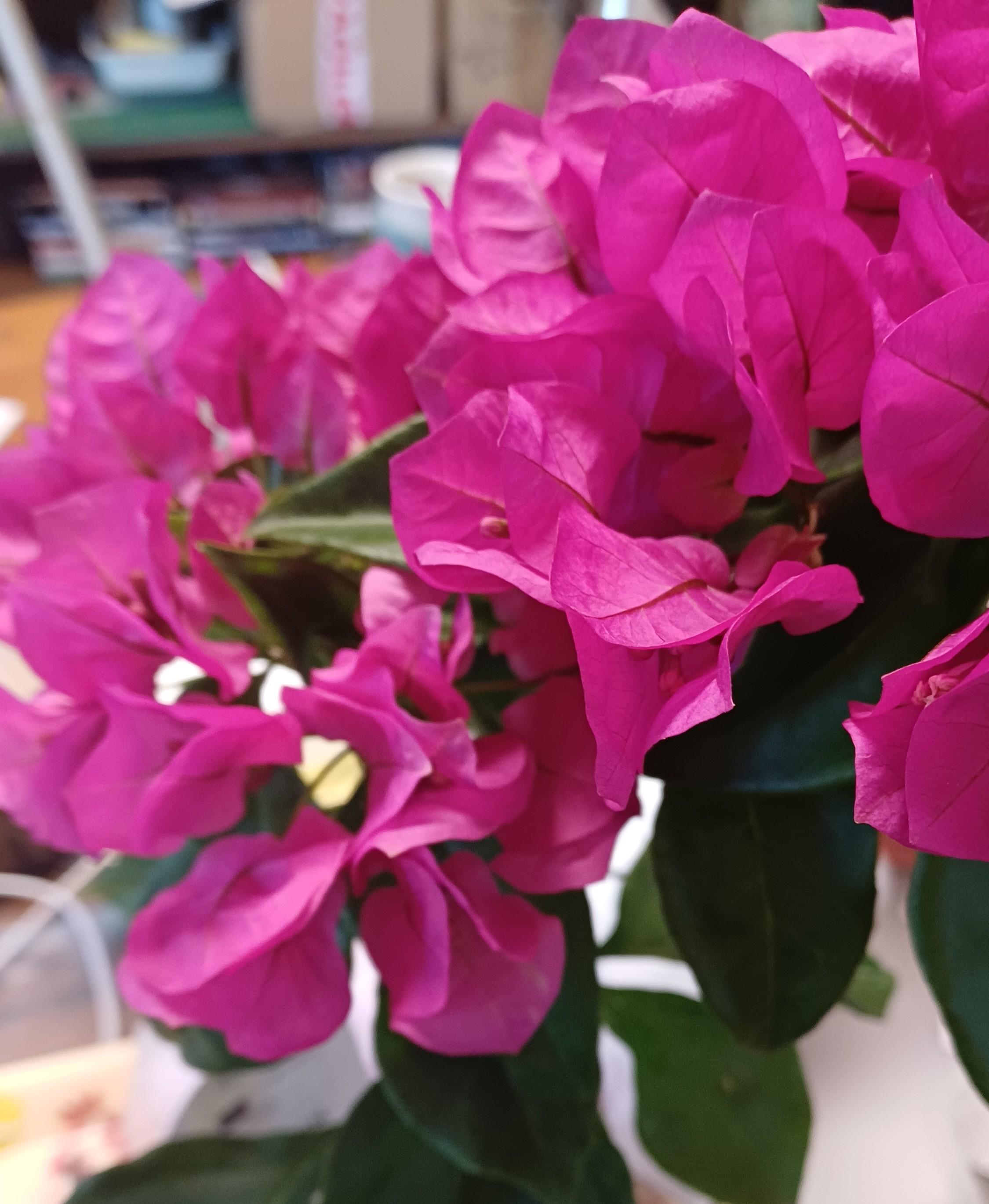 pétales de bougainvilliers - collection de bijoux en fleurs naturelles séchées.