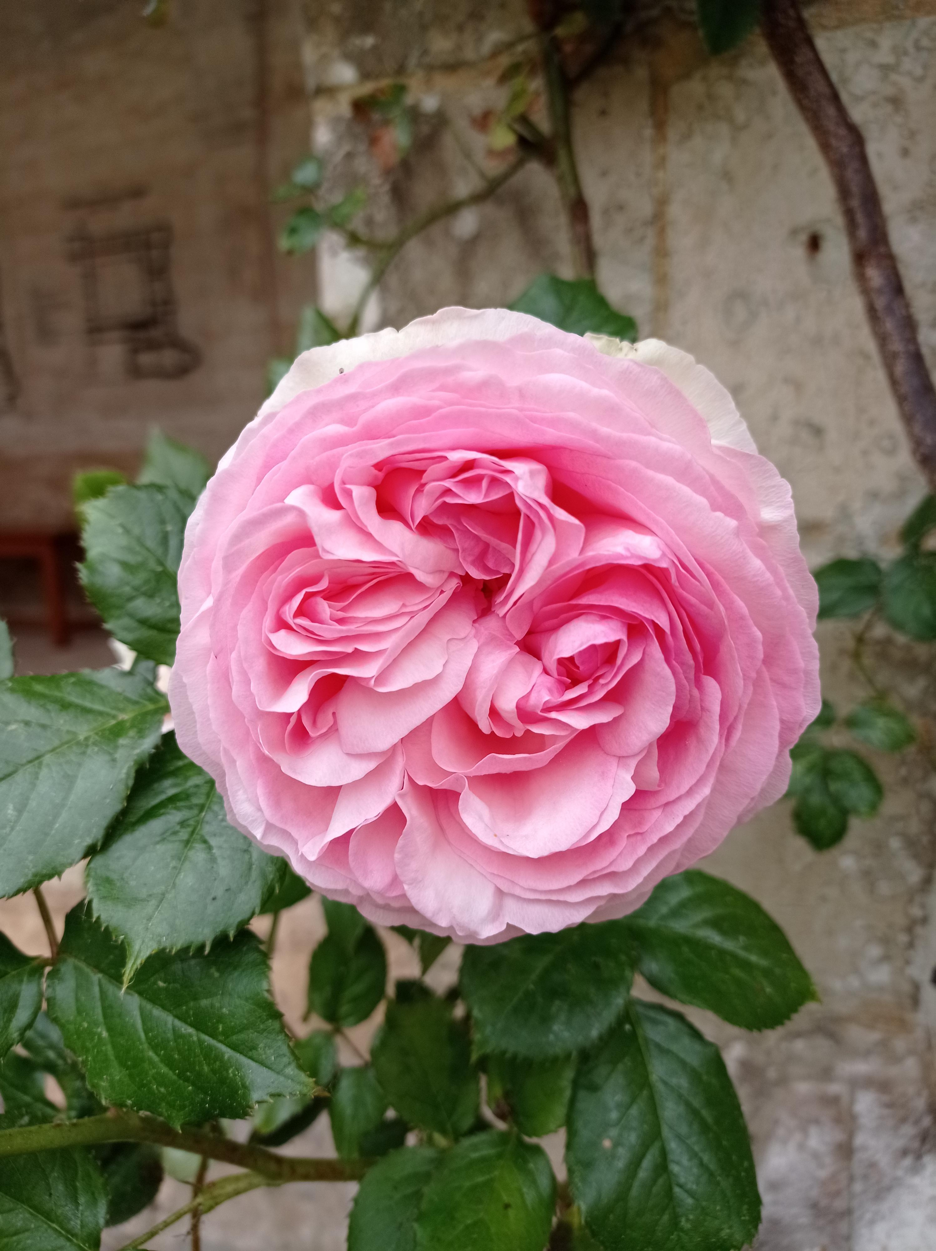 Roses