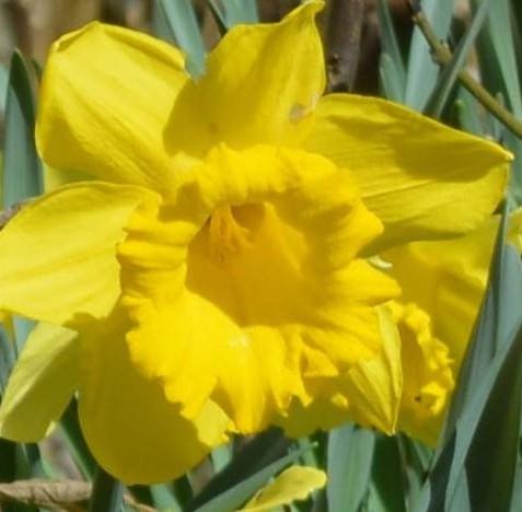 Jonquilles