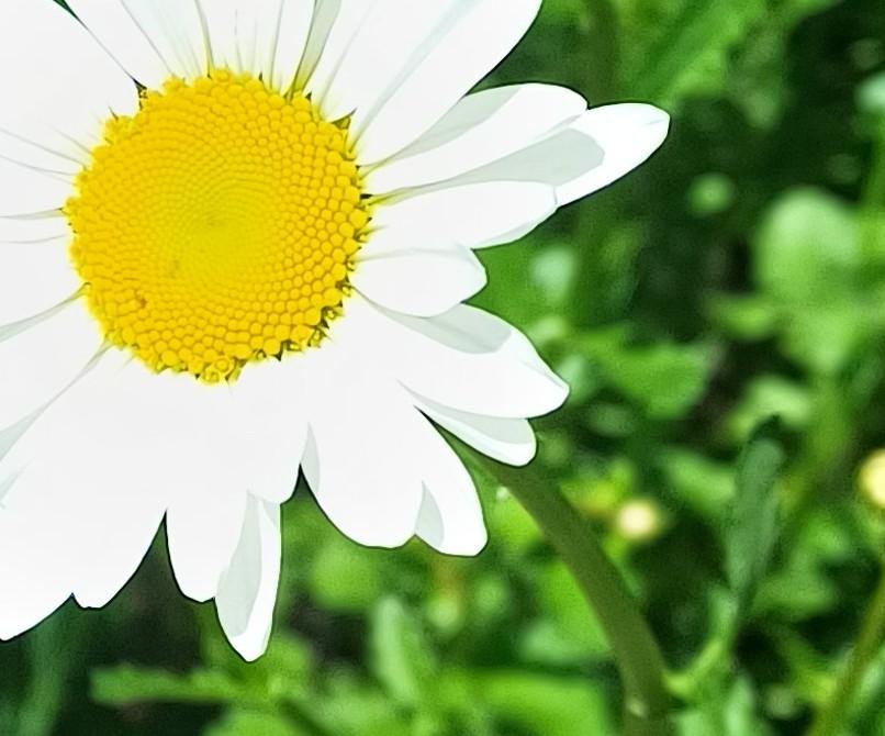 Marguerites