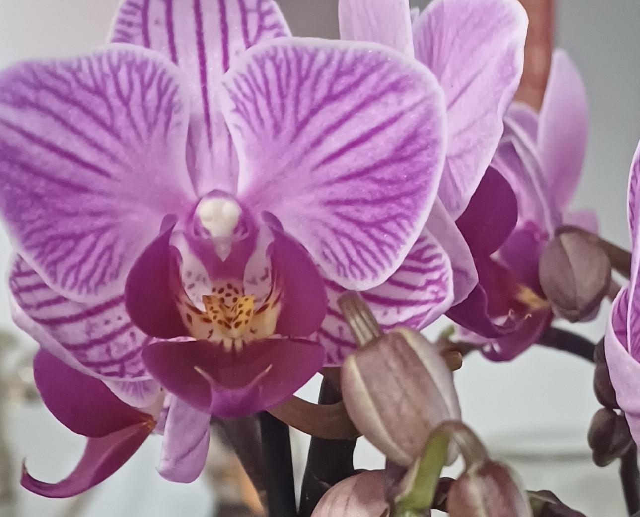 Orchidées
