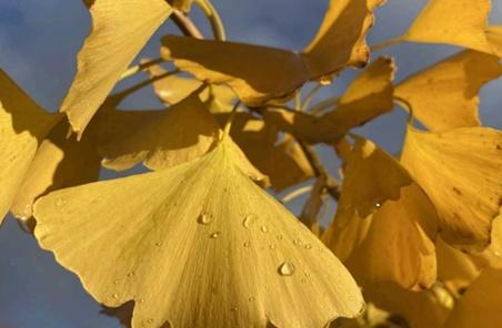 feuille de gingko biloba - collection de bijoux en fleurs naturelles séchées.