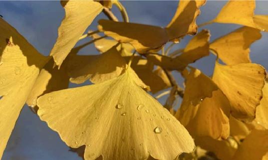 Fleurs de ginkgo biloba – collection de bijoux en fleurs naturelles séchées
