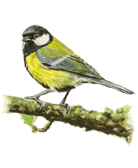 Painting of a Great Tit sat on a branch facing left