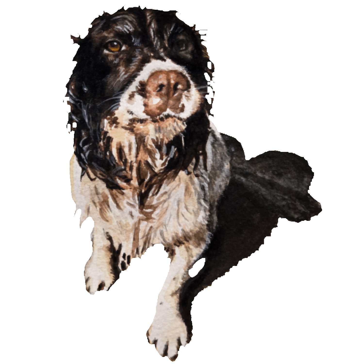 Wet looking Spaniel dog