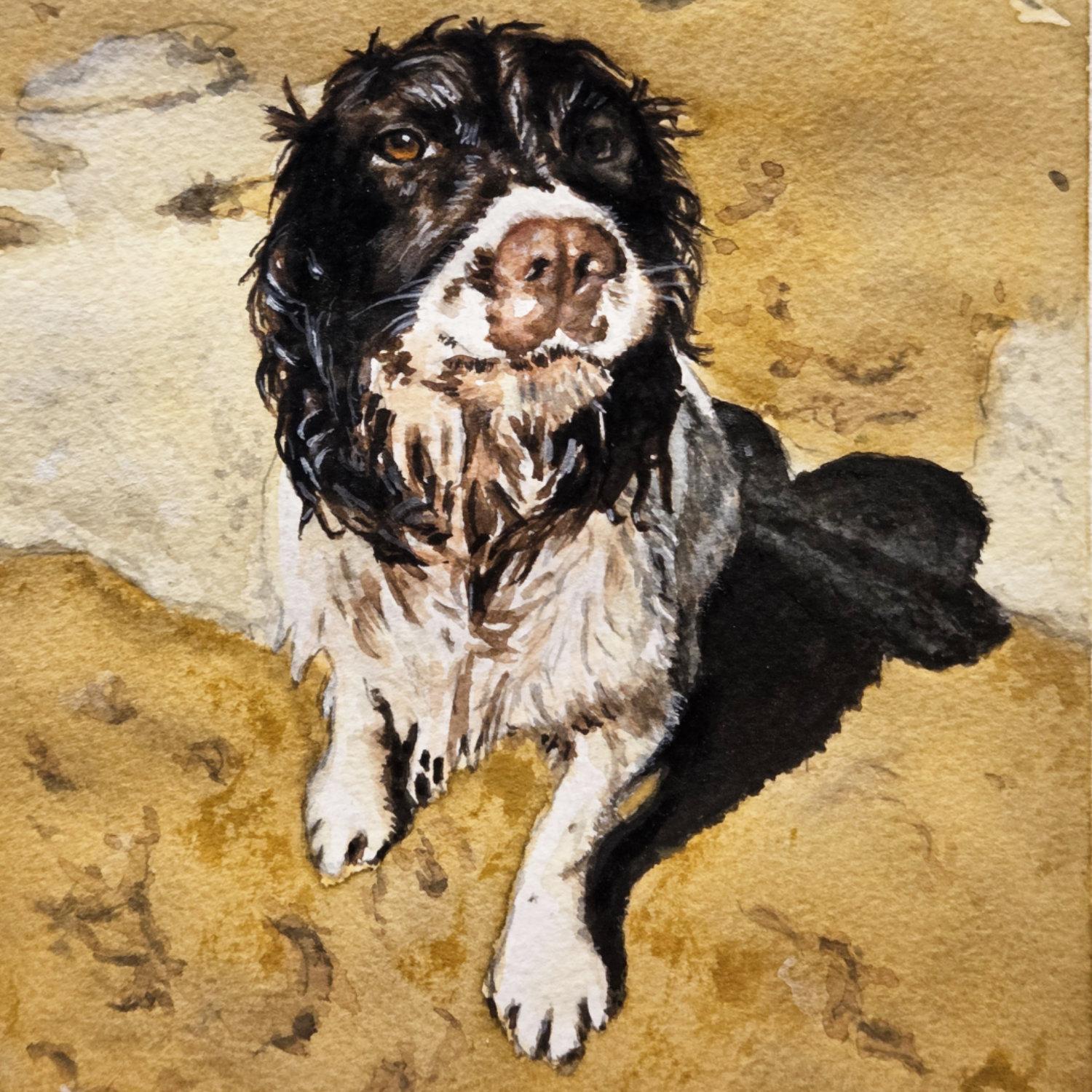 Wet mucky Spaniel dog sat on a sandy beach