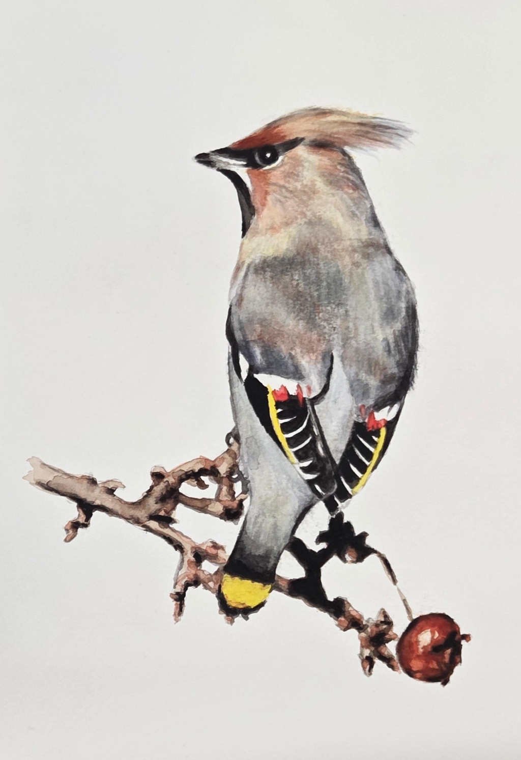Waxwing bird looking over its shoulder sat on and branch with a single berry attached. Painted in watercolour.