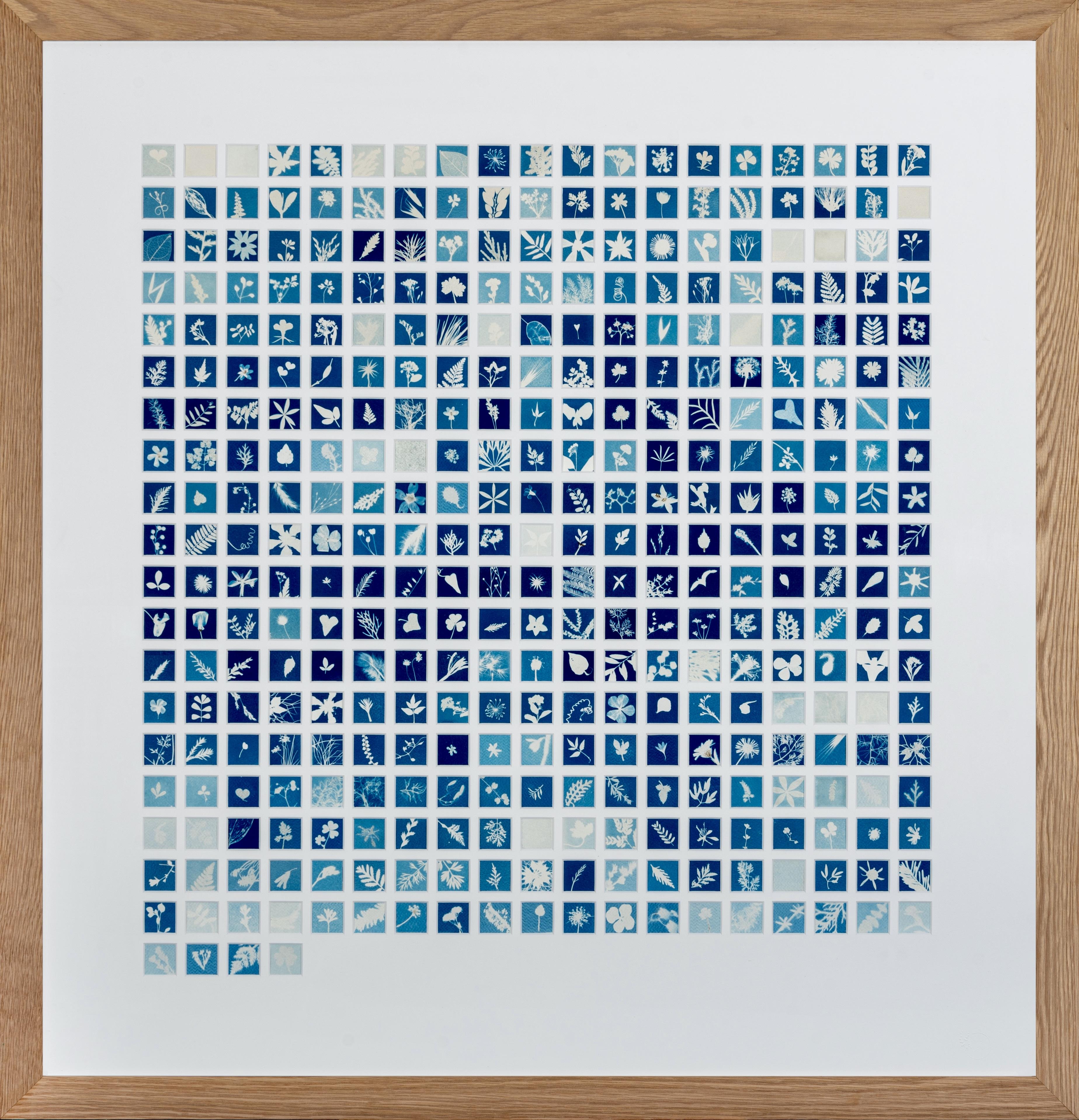 Cyanotype original Made in sun. 365 cyanotypes