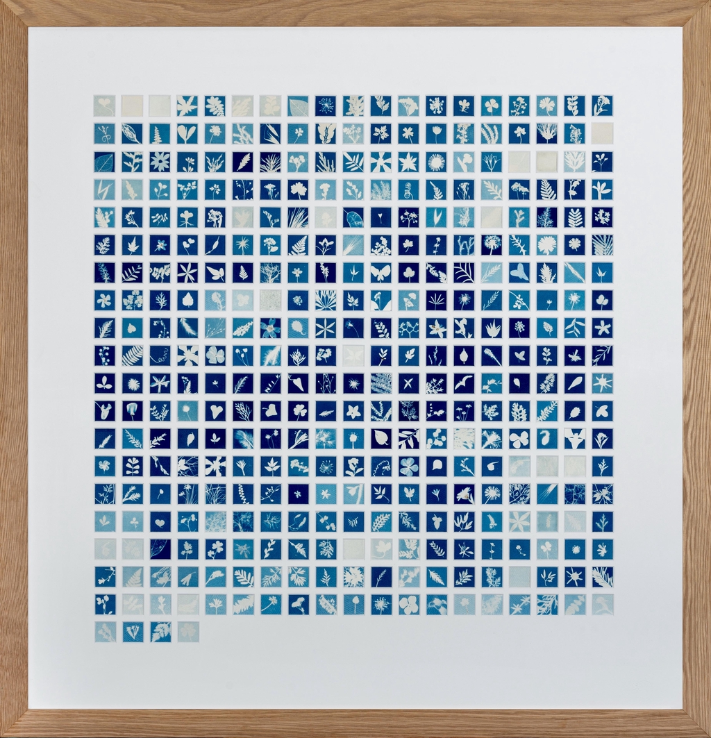 Cyanotype original Made in sun. 365 cyanotypes