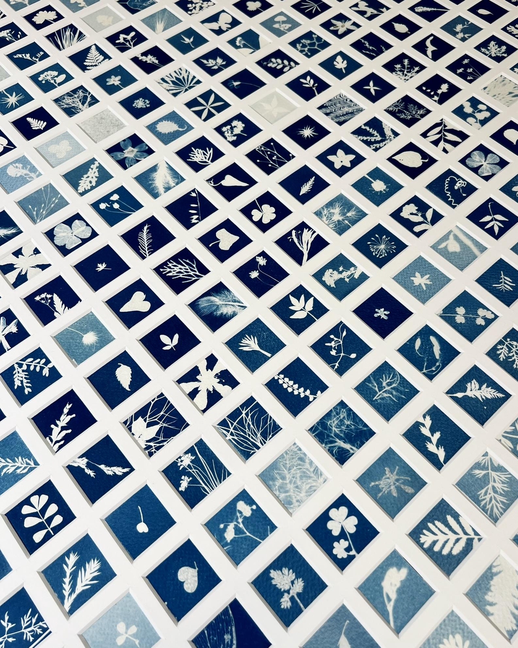 Projet 365 cyanotypes : le temps qui passe, le temps qu'il fait. Made in sun