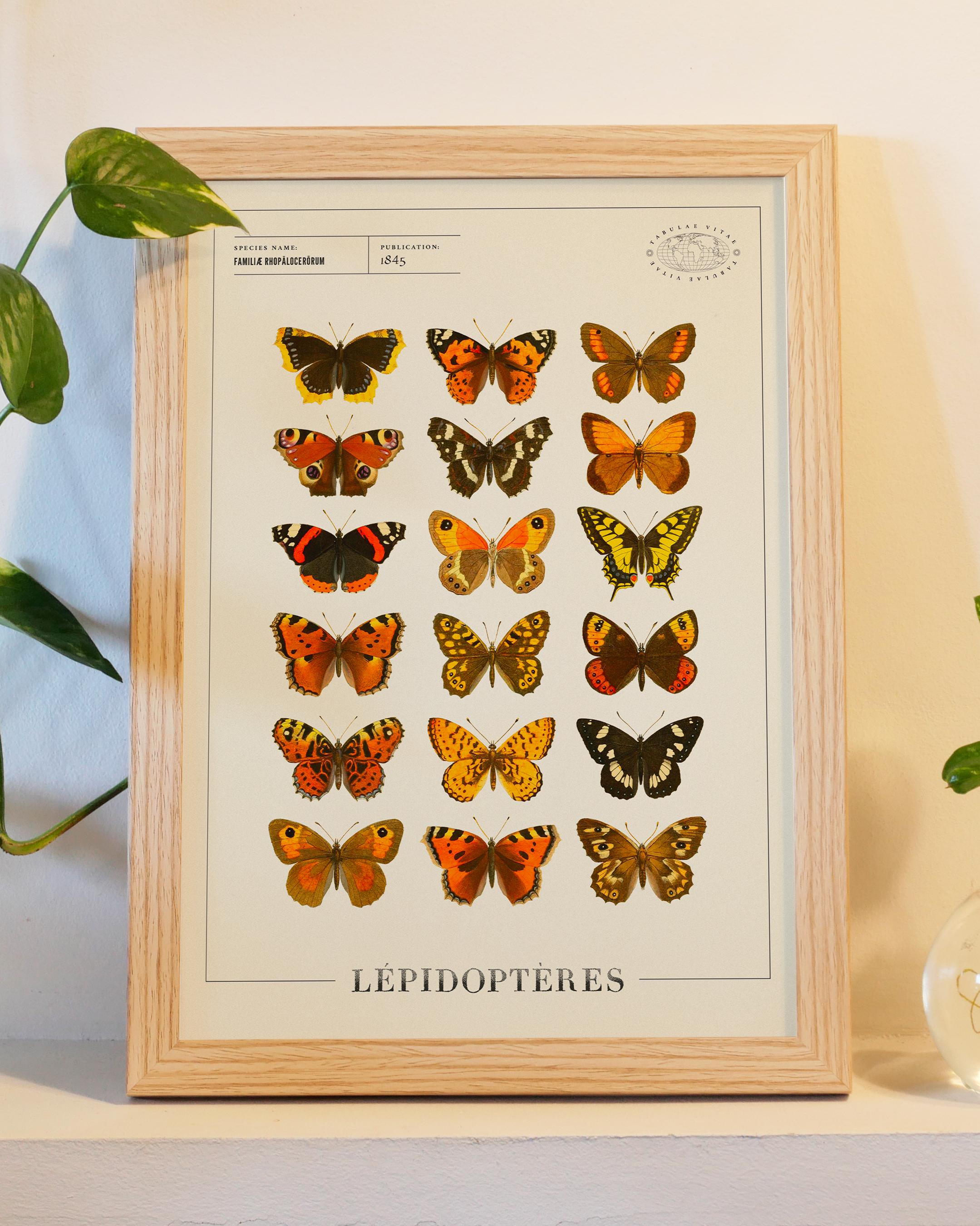 Papillons