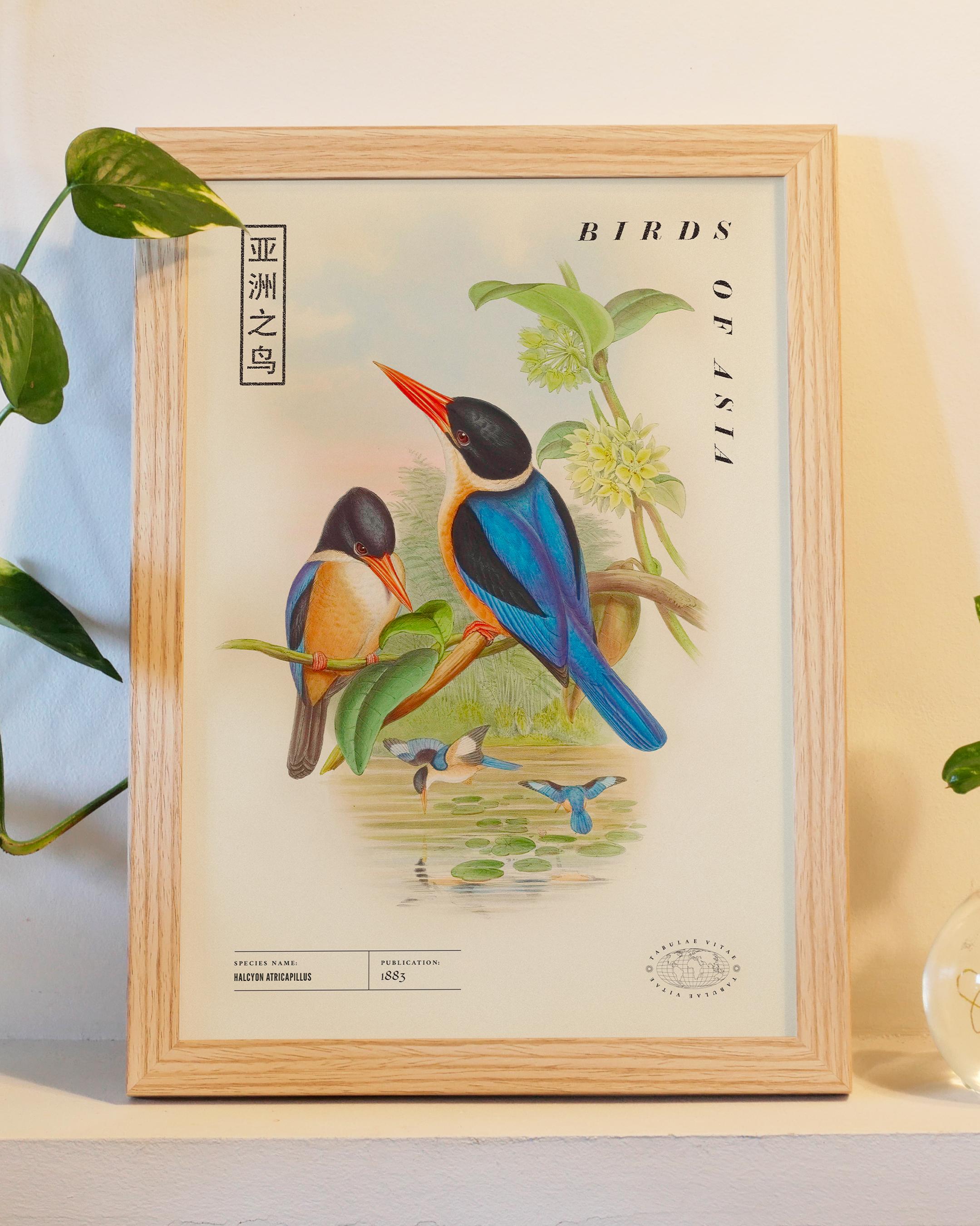 Oiseaux