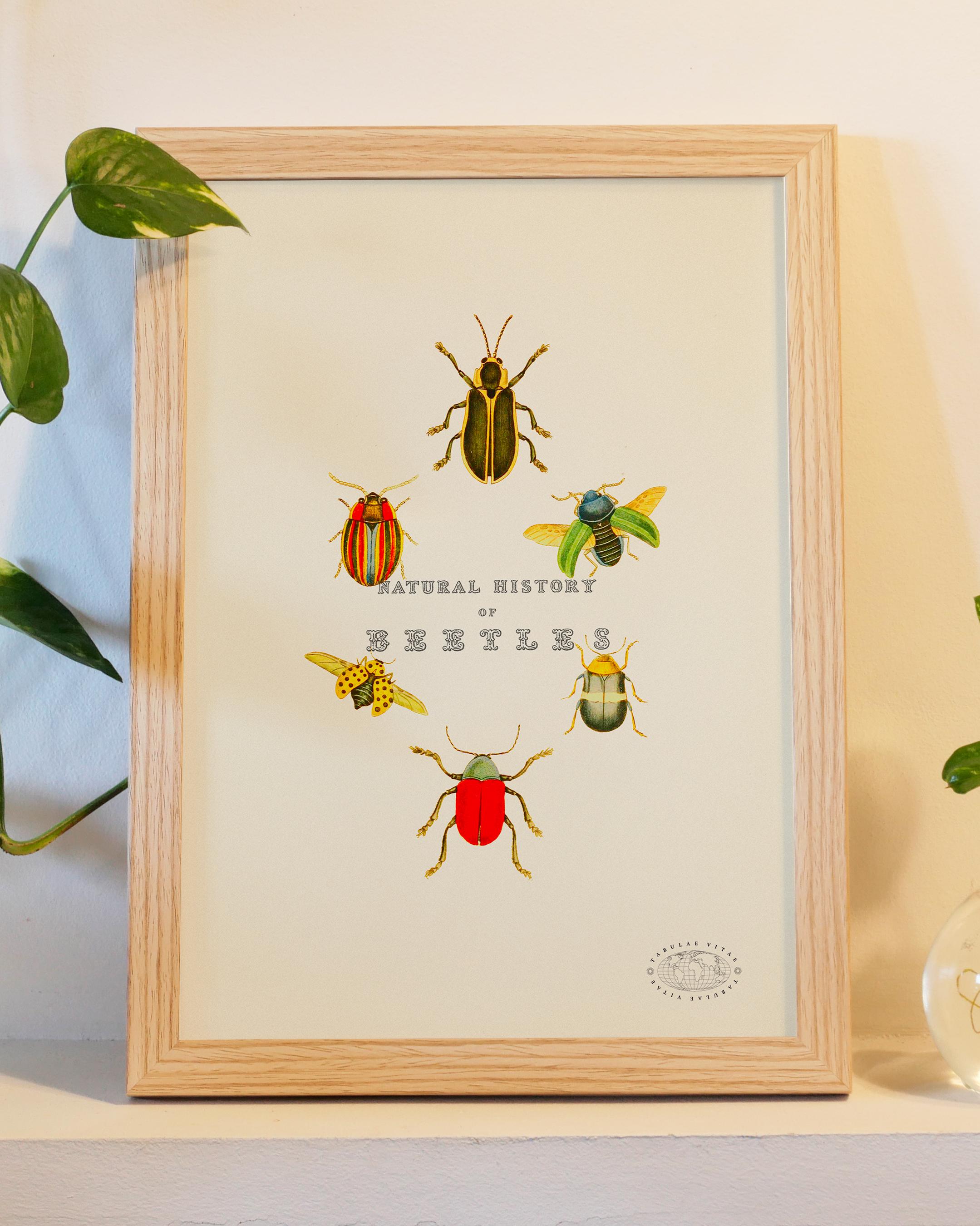 Insectes