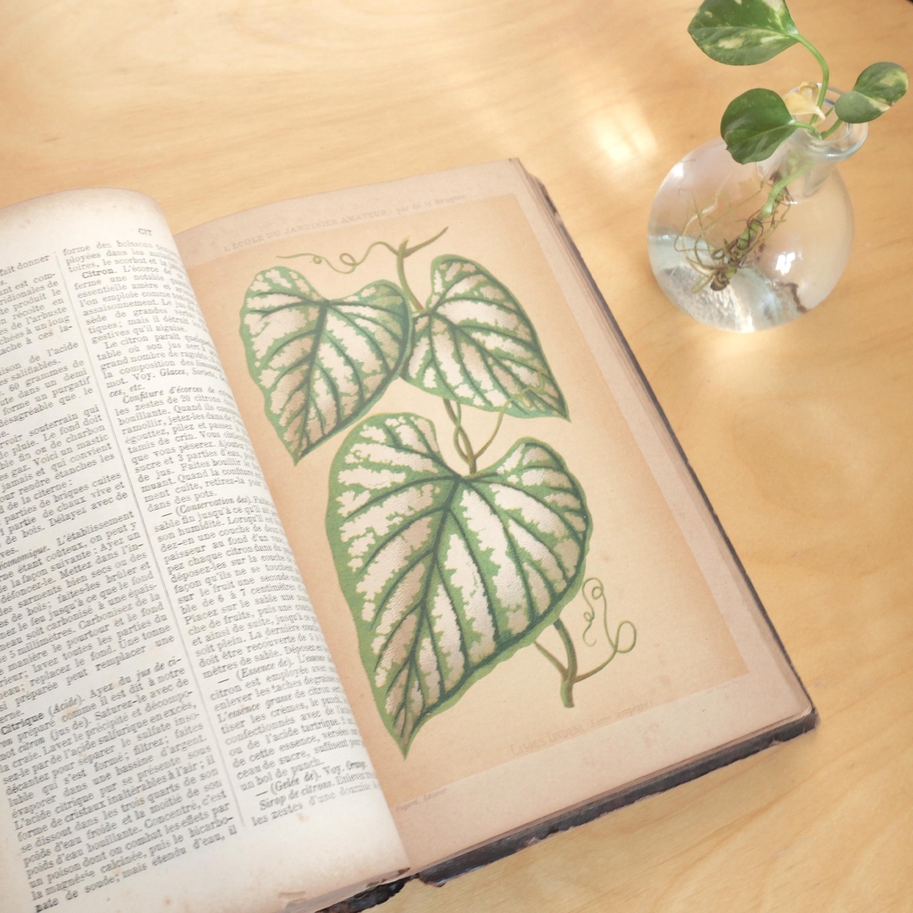 L'art des planches naturalistes d'autrefois s'invite chez vous. Explorez des collections uniques de posters où la précision du savoir historique rencontre la beauté brute de la nature et le design d'aujourd'hui.
