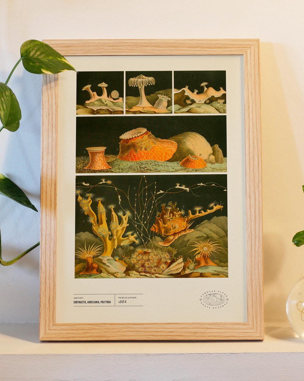 product_list_image_cover