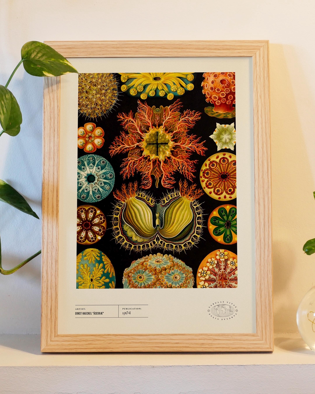 product_list_image_cover