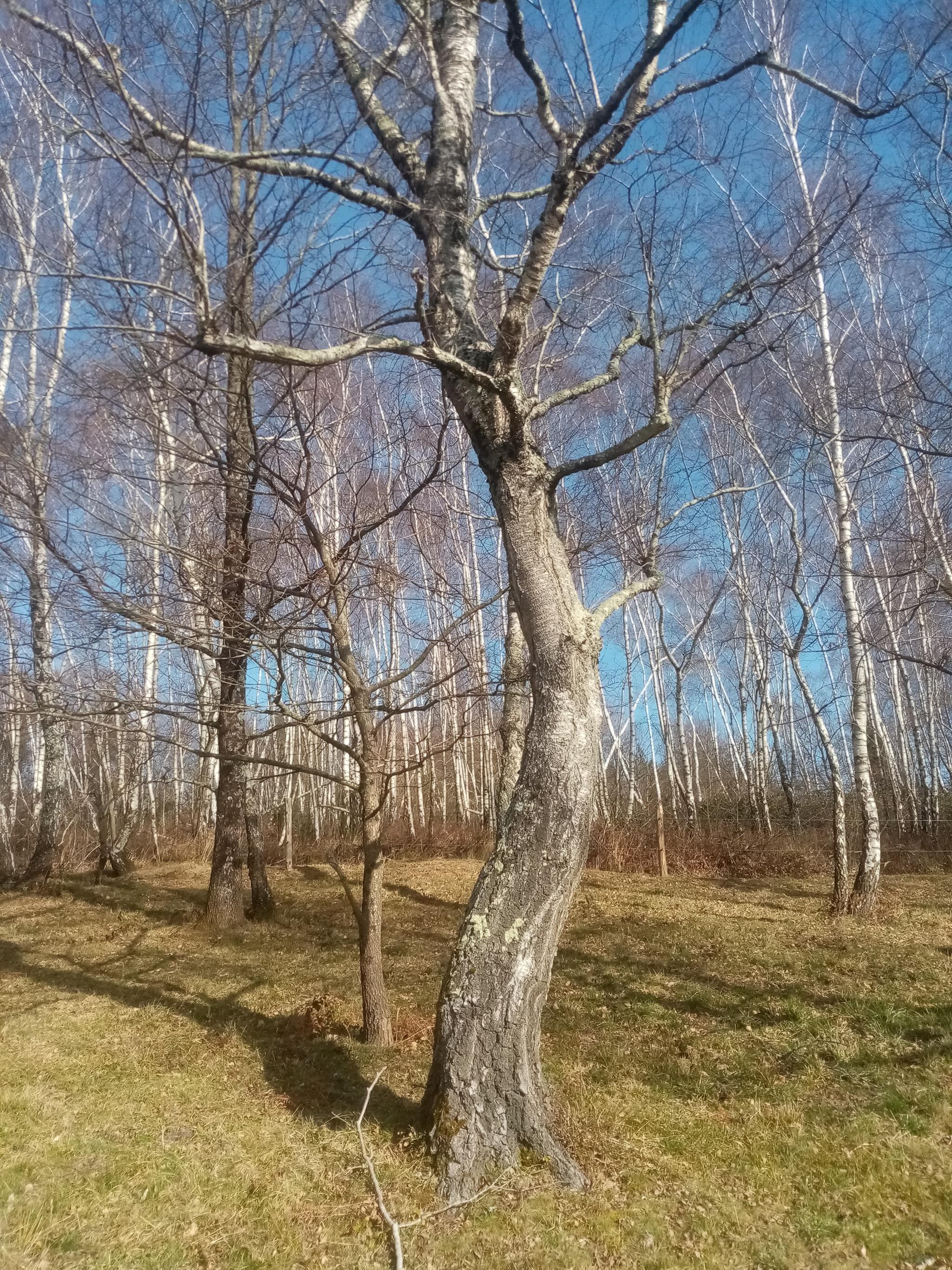 Bouleau au soleil