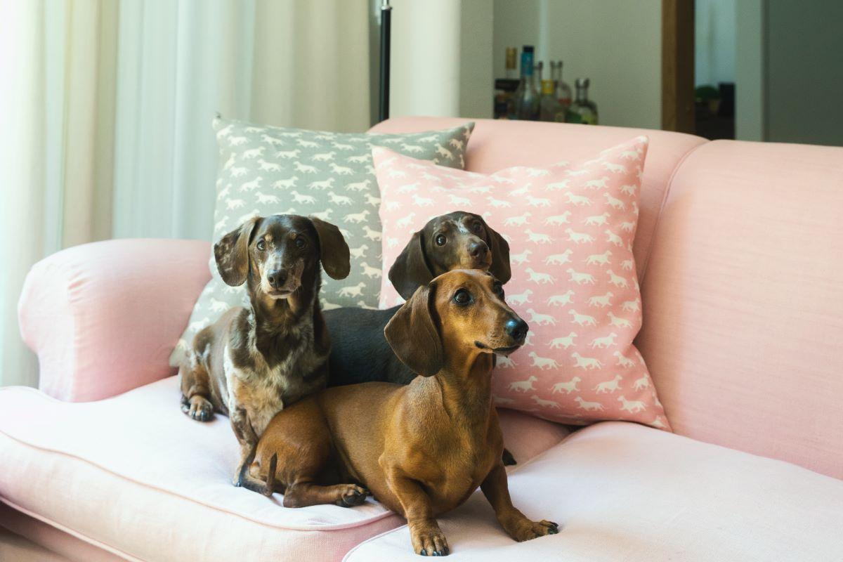 Dachshund Chusion Cover