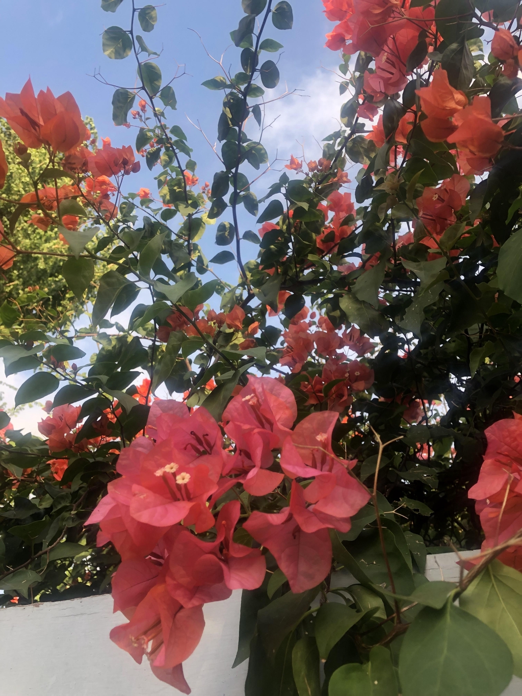 banner_image