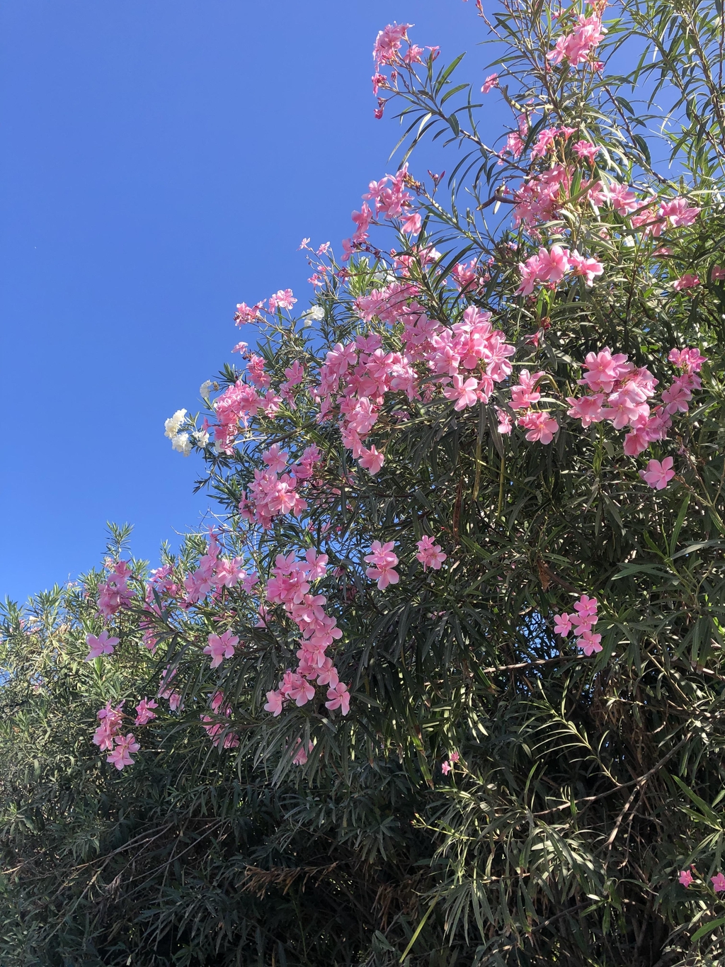 banner_image