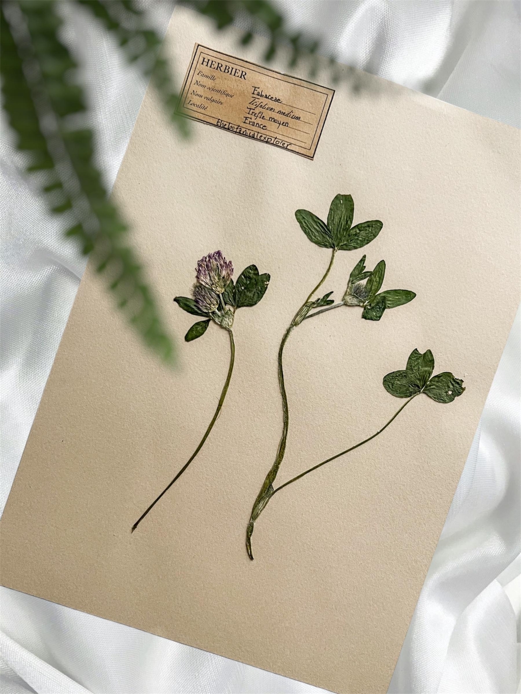 Herbiers style vintage esprit explorateurs botanique. Affiche botanique avec des plantes végétaux séchés