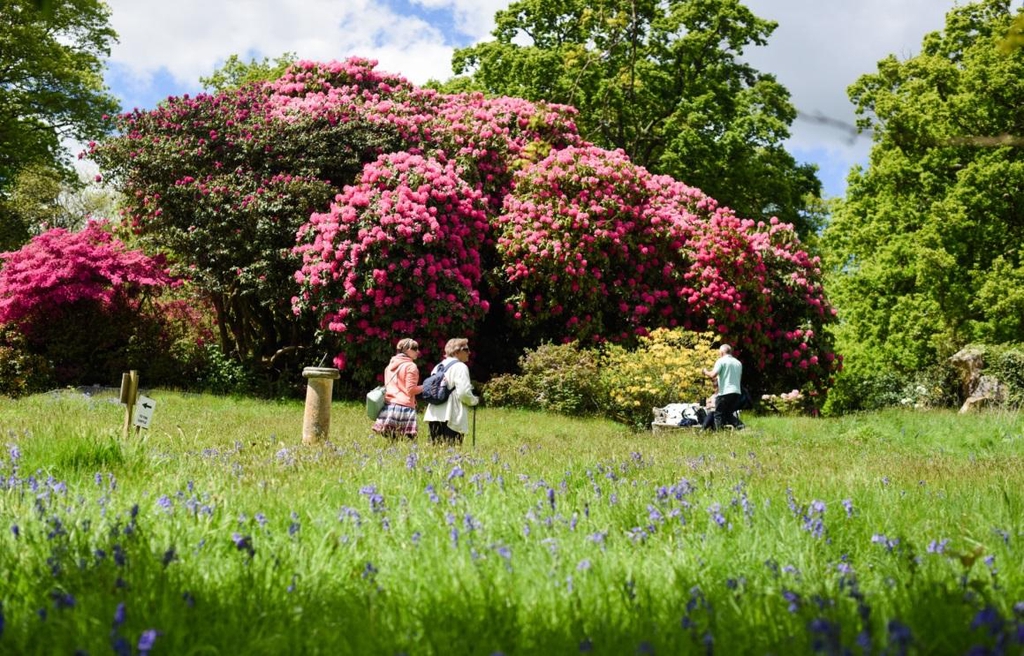 Friends of Pentillie walking through the rhododendron garden in the sunshine.