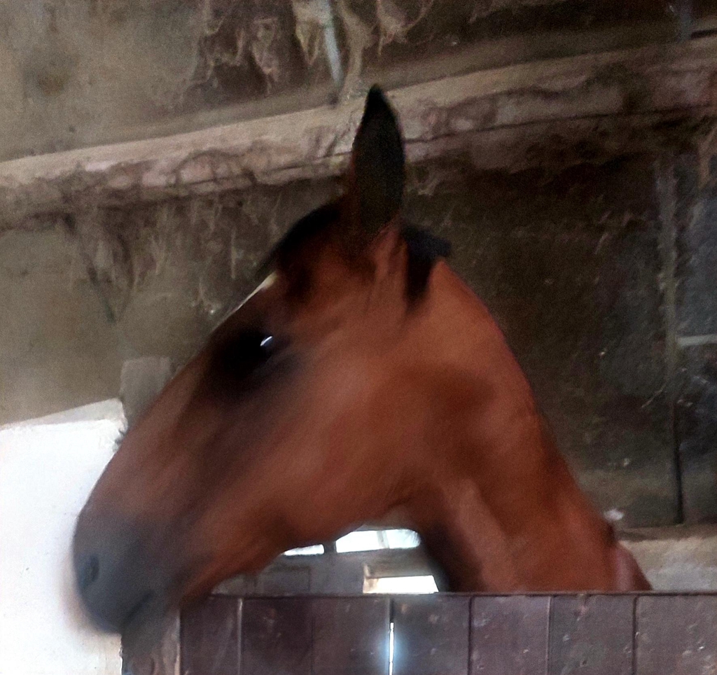   SUN DE POUGY  