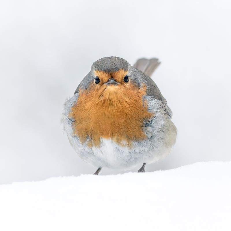 product_list_image_cover