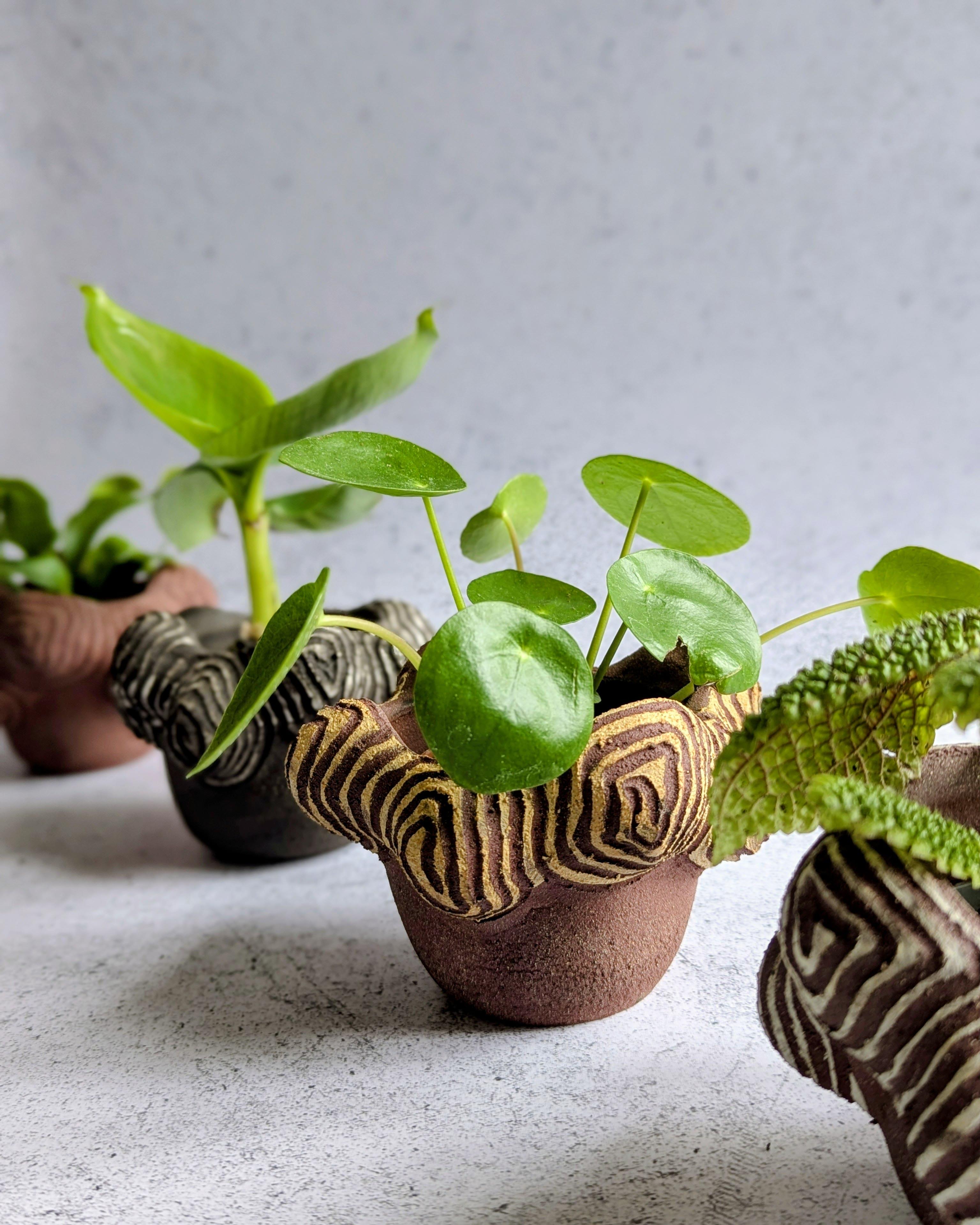 Solabelle s’adresse aux passionnés de plantes, de belles tables et d’artisanat d’art souhaitant consommer moins mais mieux.