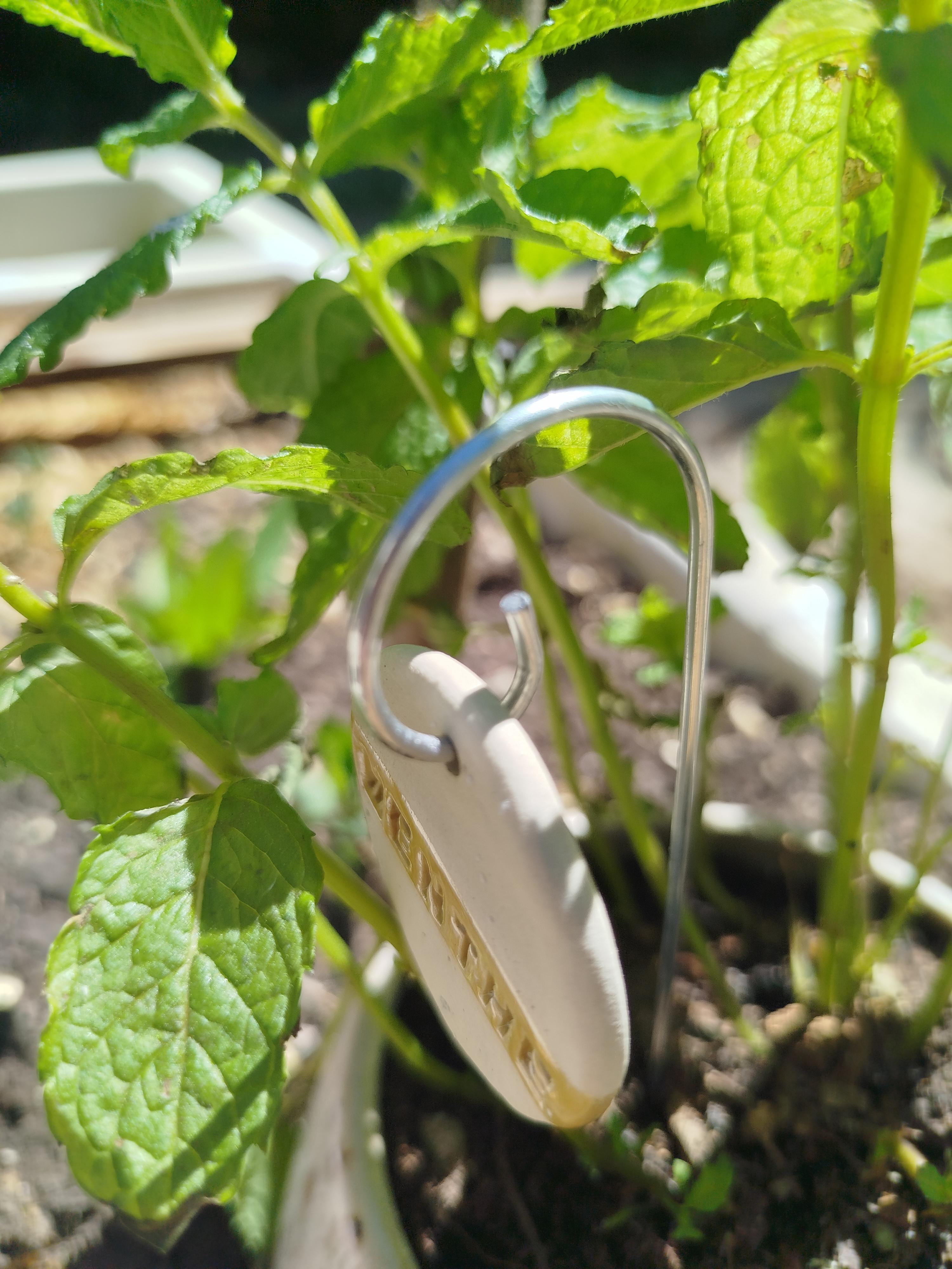Au jardin