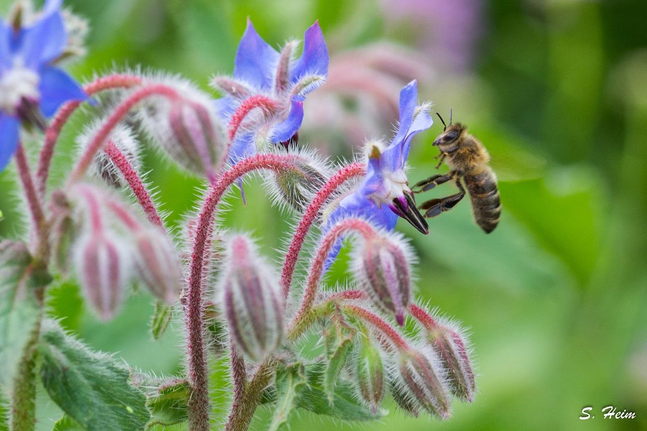 Abeille sur bourrache - Steve Heim - Apiculteur