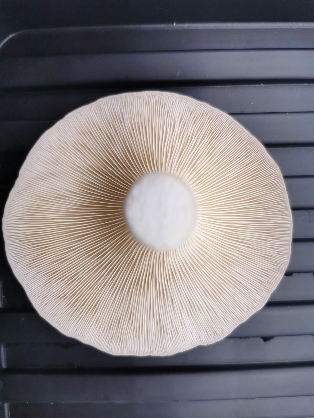 Nottingham Vertical Farm Ltd 