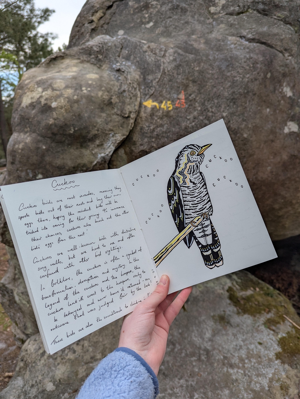 A page from my sketchbook showing a drawing of a cuckoo bird.